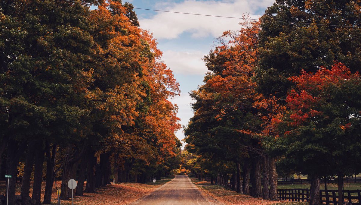 Rooted in grace, growing in joy